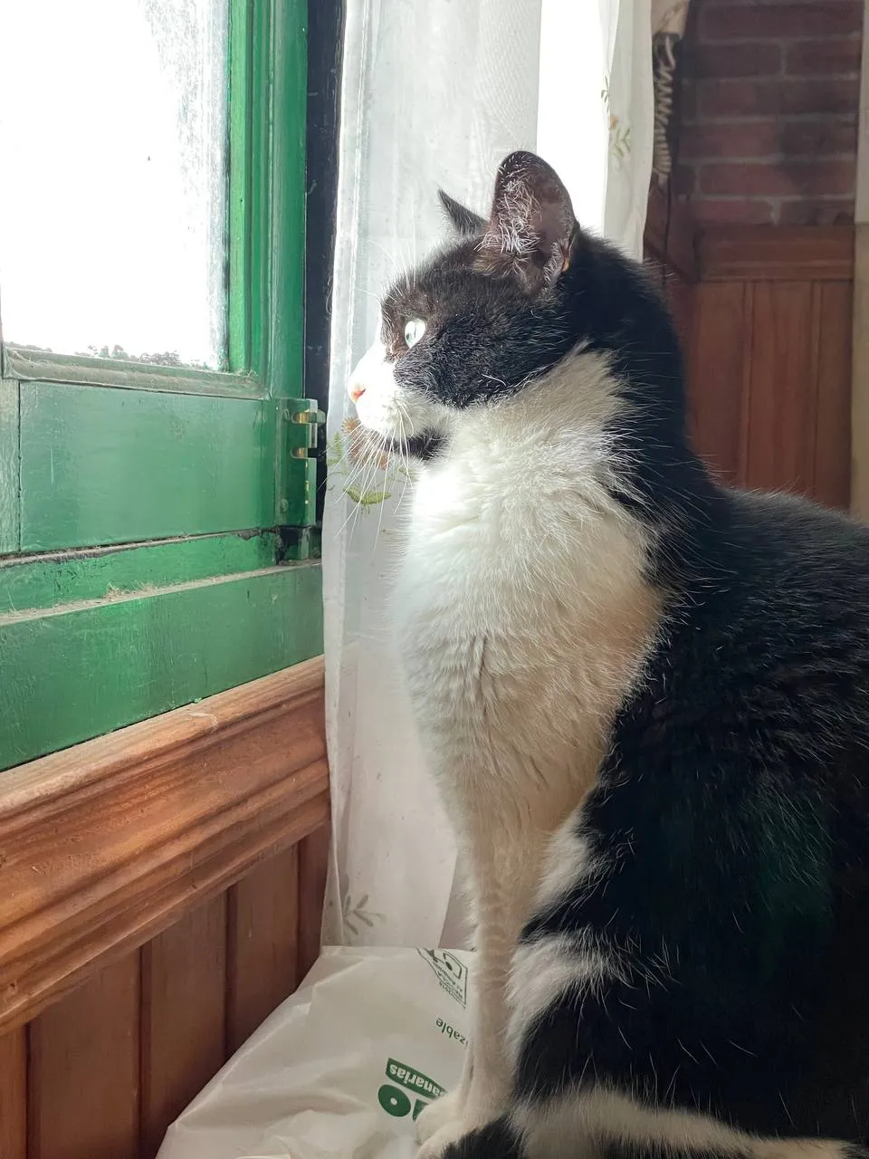 Robin, foto 7
